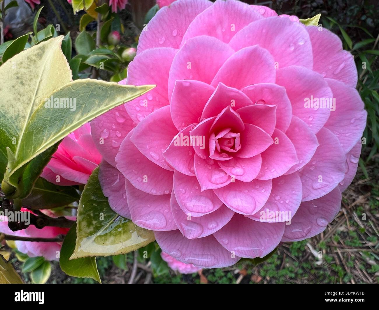 Primo piano di Camelia fiore rosa fioritura vivace e sana con boccioli foglie verdi e stelo che cresce in vaso nel giardino di campagna biologico luce del giorno di primavera Foto Stock
