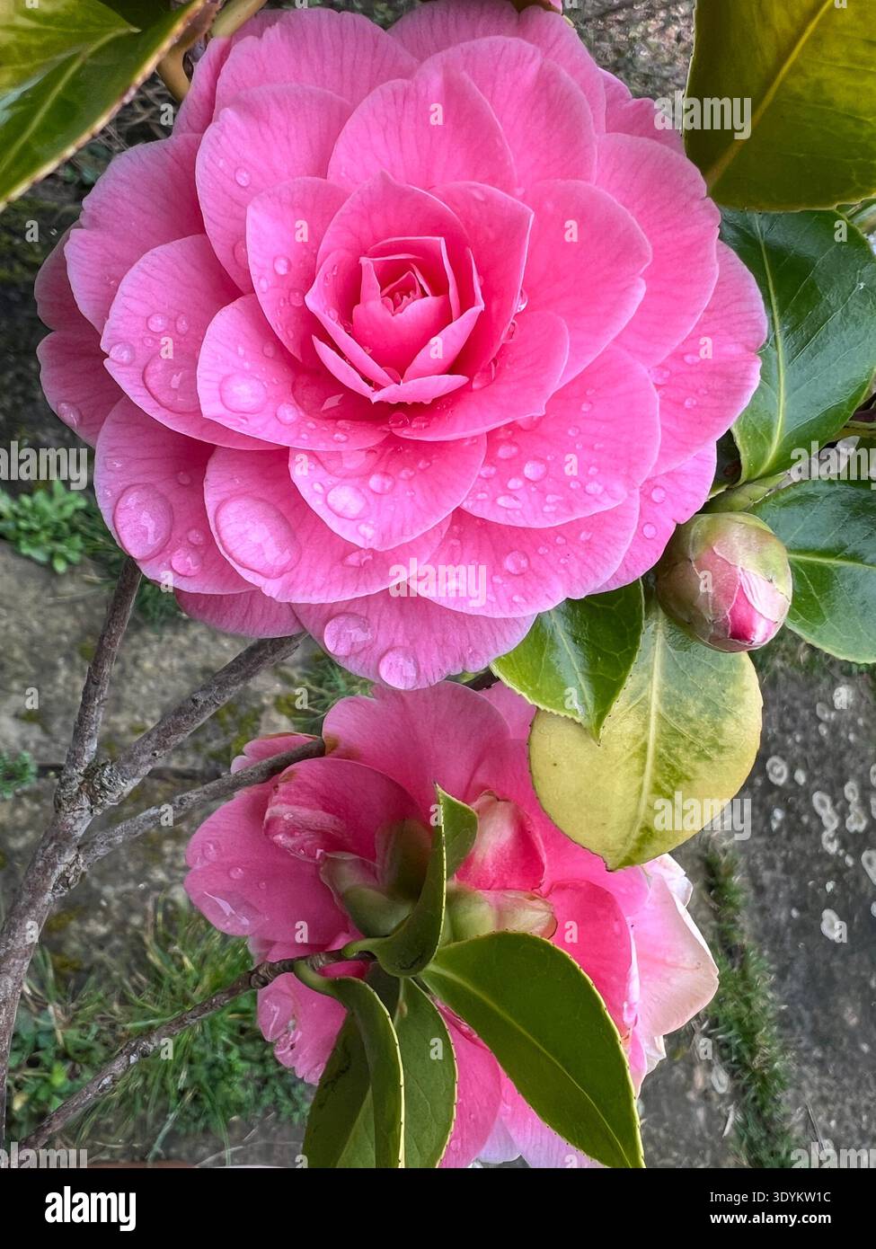 Primo piano di Camelia fiore rosa fioritura vivace e sana con boccioli foglie verdi e stelo che cresce in vaso nel giardino di campagna biologico luce del giorno di primavera Foto Stock