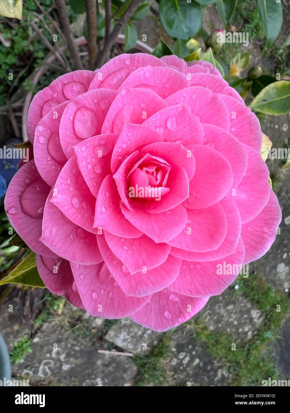 Primo piano di Camelia fiore rosa fioritura vivace e sana con boccioli foglie verdi e stelo che cresce in vaso nel giardino di campagna biologico luce del giorno di primavera Foto Stock
