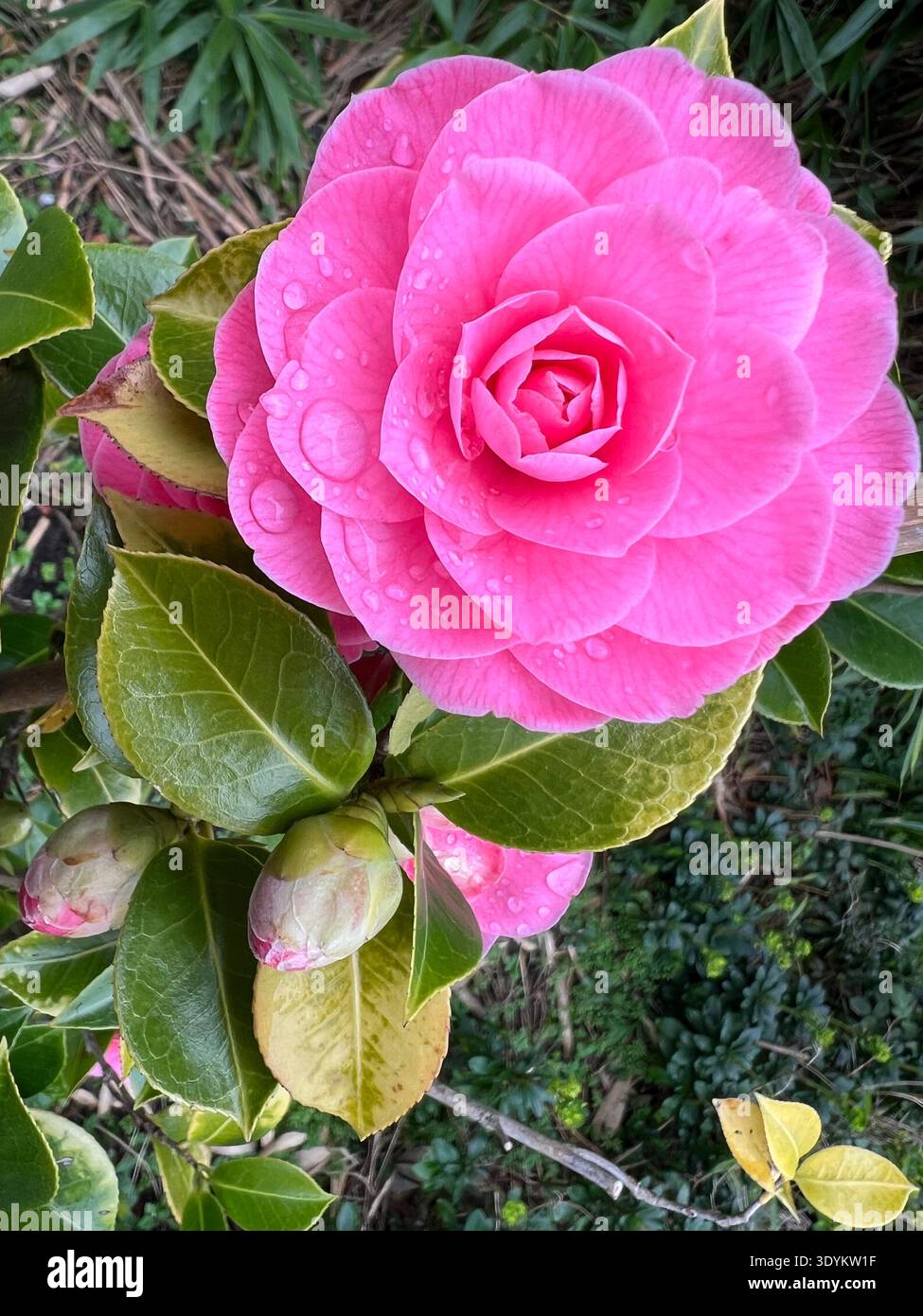 Primo piano di Camelia fiore rosa fioritura vivace e sana con boccioli foglie verdi e stelo che cresce in vaso nel giardino di campagna biologico luce del giorno di primavera Foto Stock