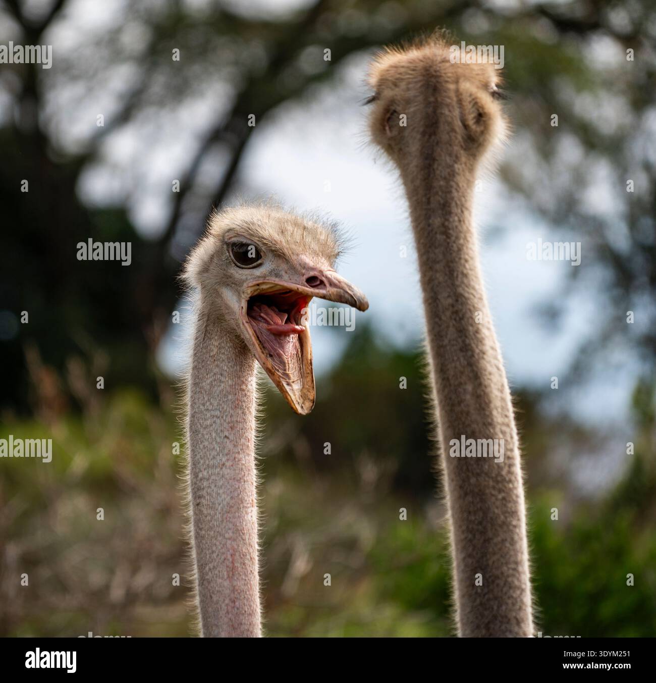 Foto ravvicinata della fauna selvatica di due struzzi con collo lungo; uno ha il becco aperto come se chiamasse, su uno sfondo naturale sfocato, una profondità bassa di fiel Foto Stock