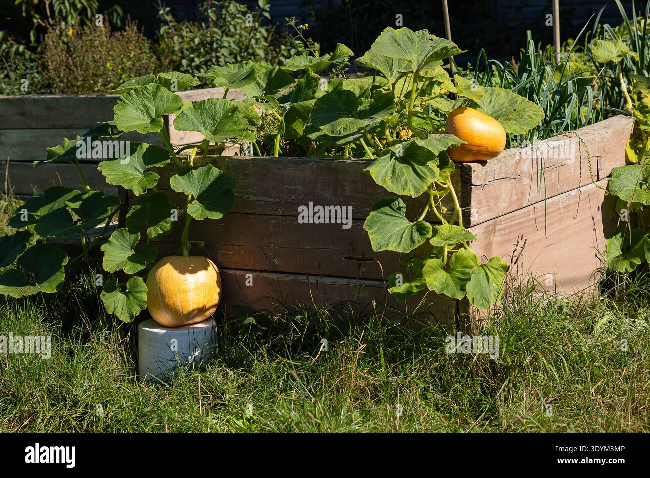 Zucche arancioni mature della specie Cucurbita maxima che crescono in aiuole rialzate in legno. Agricoltura biologica e cibo locale nel giardino sul retro Foto Stock