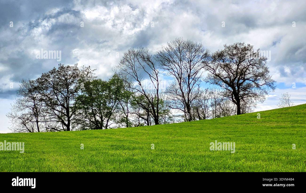 Fresco paesaggio primaverile nella campagna svizzera caratterizzato da prati verdi lussureggianti, dolci colline ondulate, alberi sparsi, cielo blu luminoso con nuvole bianche. Foto Stock
