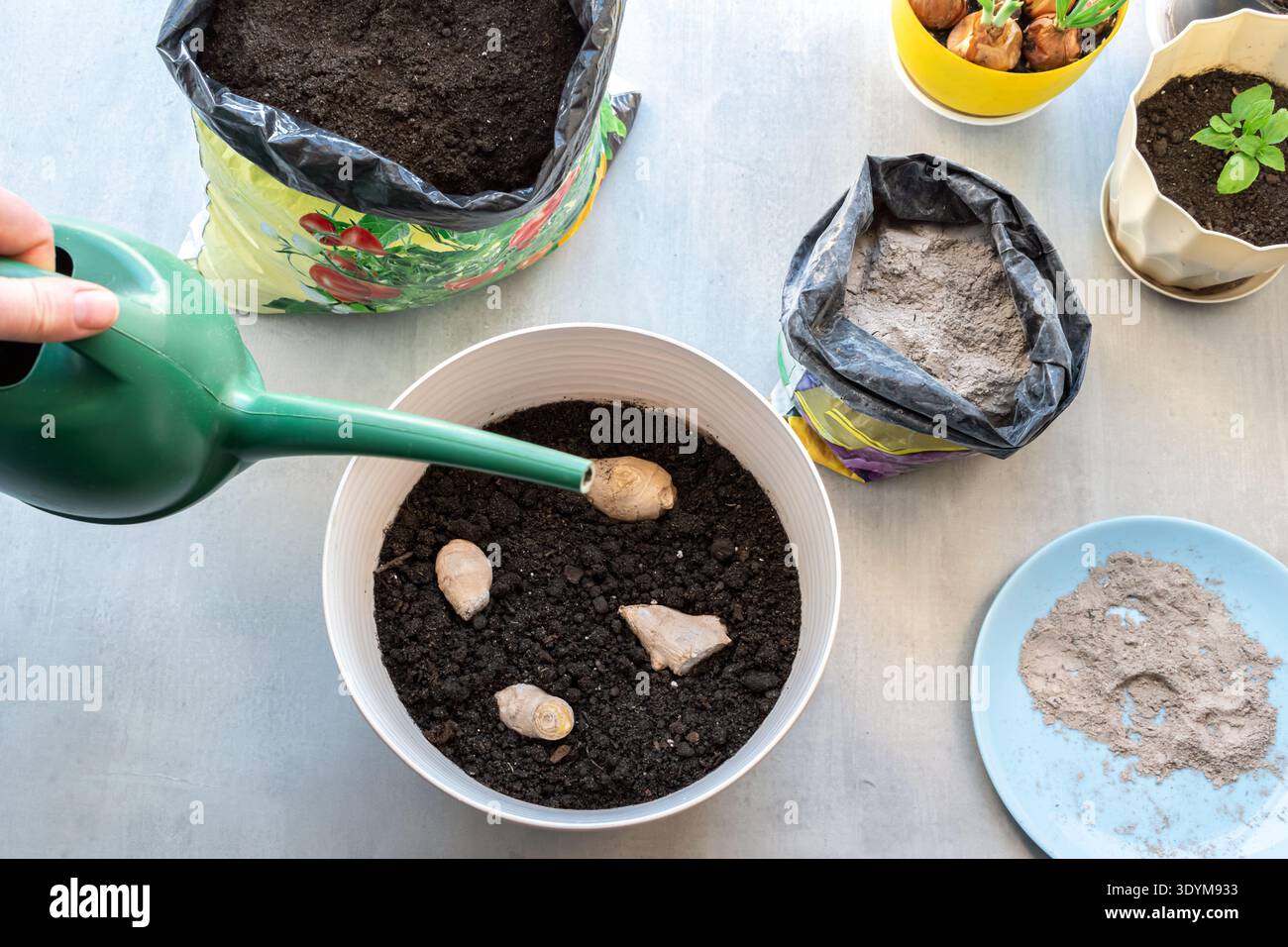 Innaffiare a mano le radici di zenzero appena piantate in una pentola di plastica. Primo piano del processo di giardinaggio con terreno, fertilizzante organico e annaffiatoio Foto Stock