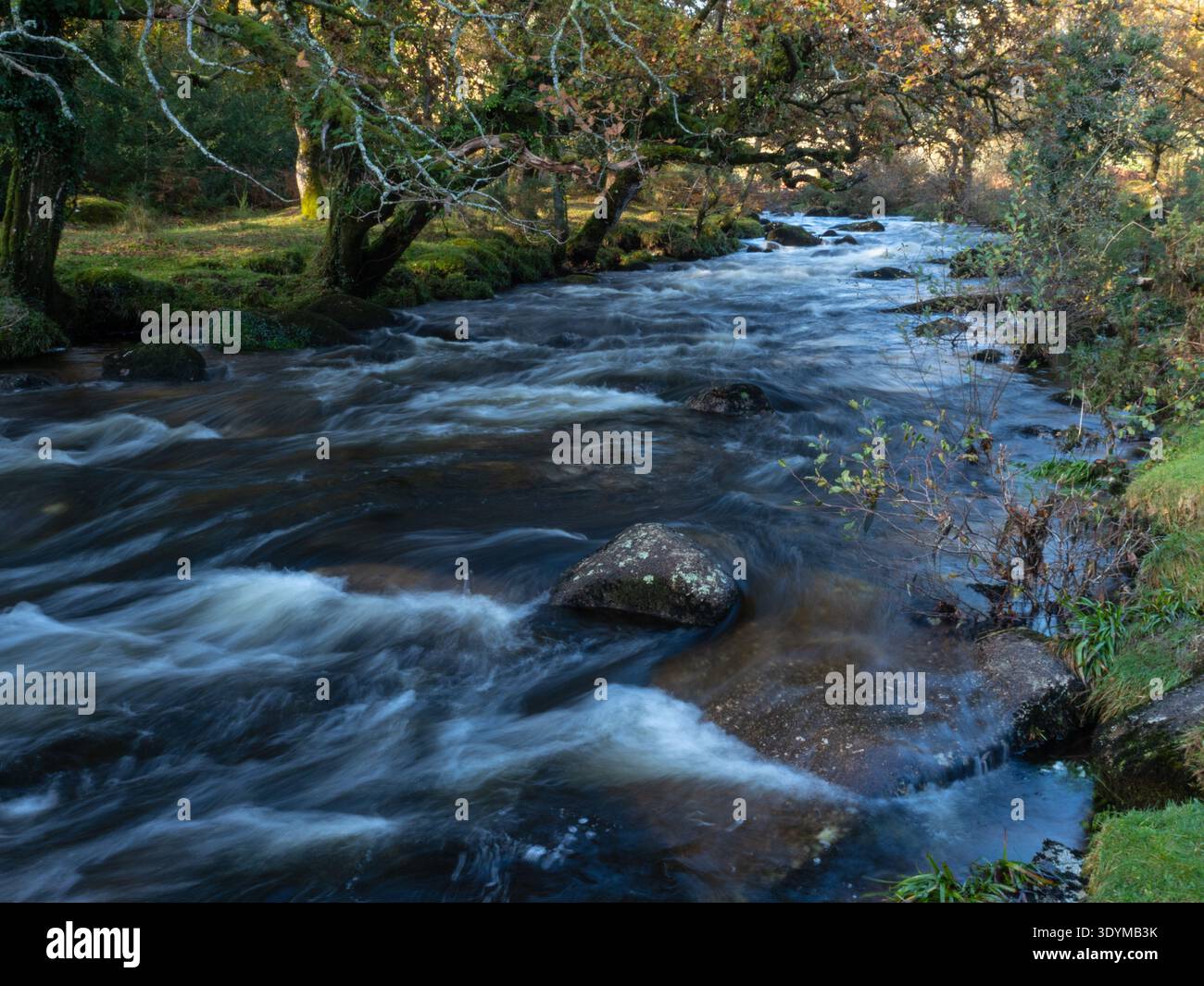 East Dart e colori autunnali, vicino a Dartmeet, Dartmoor National Park, Devon, Inghilterra, Regno Unito, novembre 2020 Foto Stock