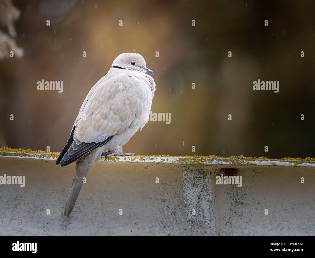 Colomba dal colletto eurasiatico (Streptopelia decaocto) arroccata su una sporgenza nell'habitat urbano. Camargue, Francia. Foto Stock