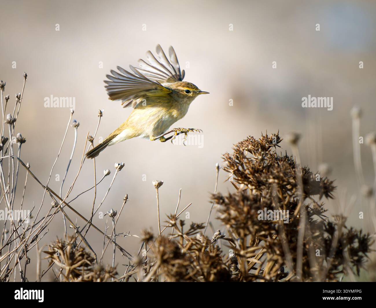 Chiffchaff comune (Phylloscopus collybita) in volo tra piante secche che che catturano insetti. Camargue, Francia. Foto Stock