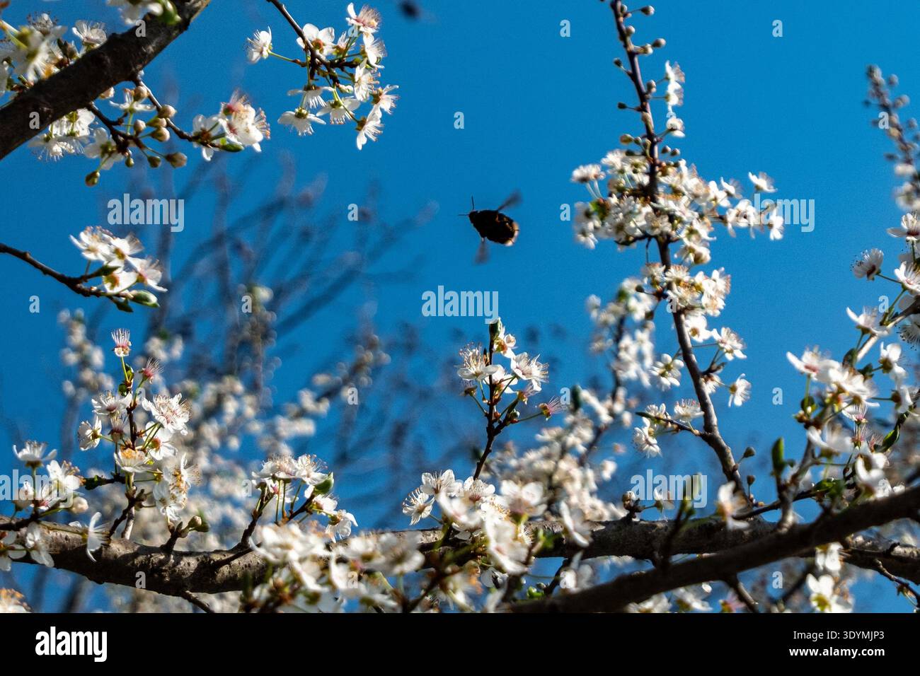 Fiori di ciliegio che impollina le api sotto il cielo limpido di primavera Foto Stock