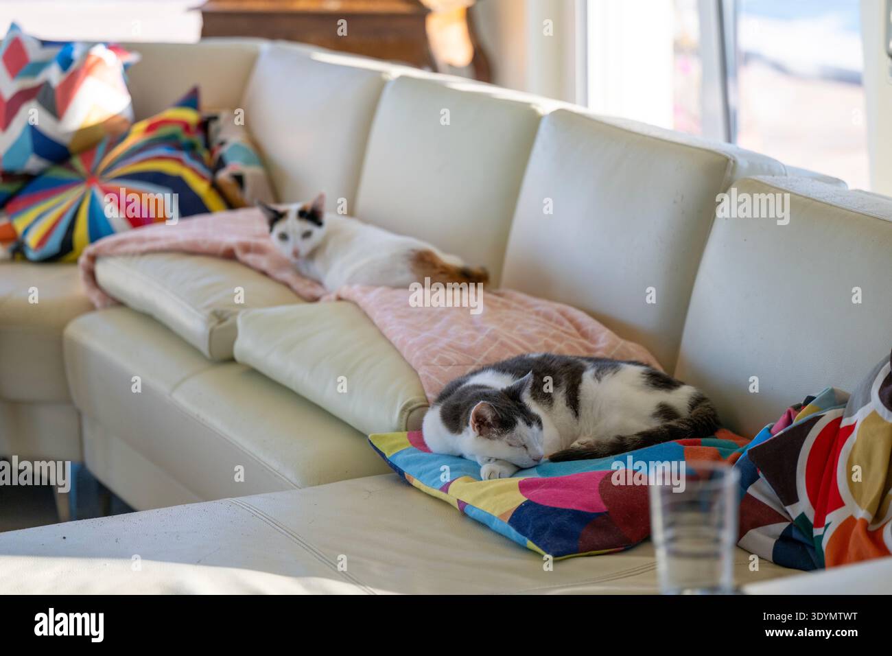 I gatti sono seduti su un divano in pelle bianca con molti cuscini colorati. Foto Stock