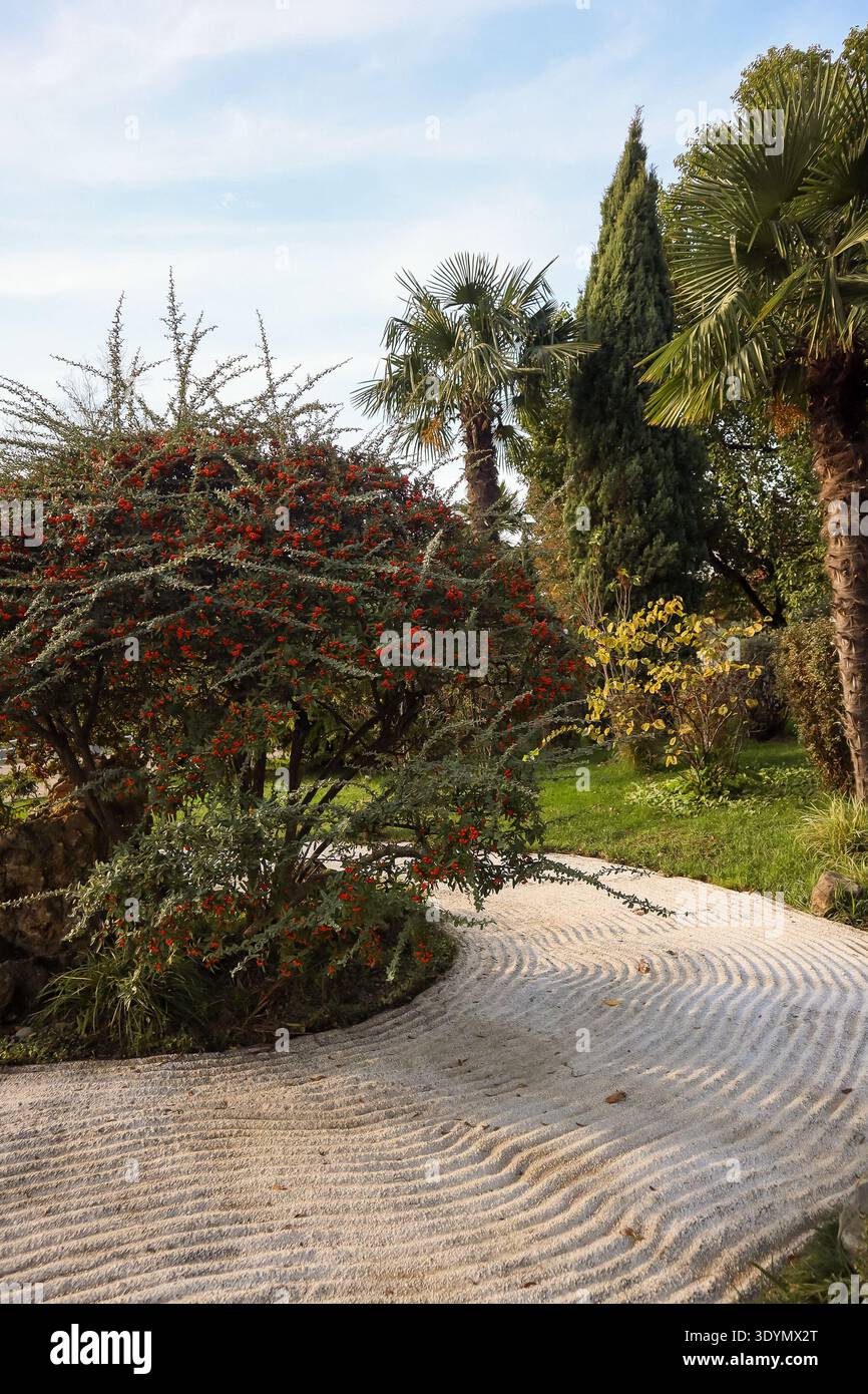 Arbusto spinoso carico di frutti di bosco rossi accesi lungo un sentiero di ghiaia ondulato in un paesaggio di giardini zen soleggiati. Foto Stock