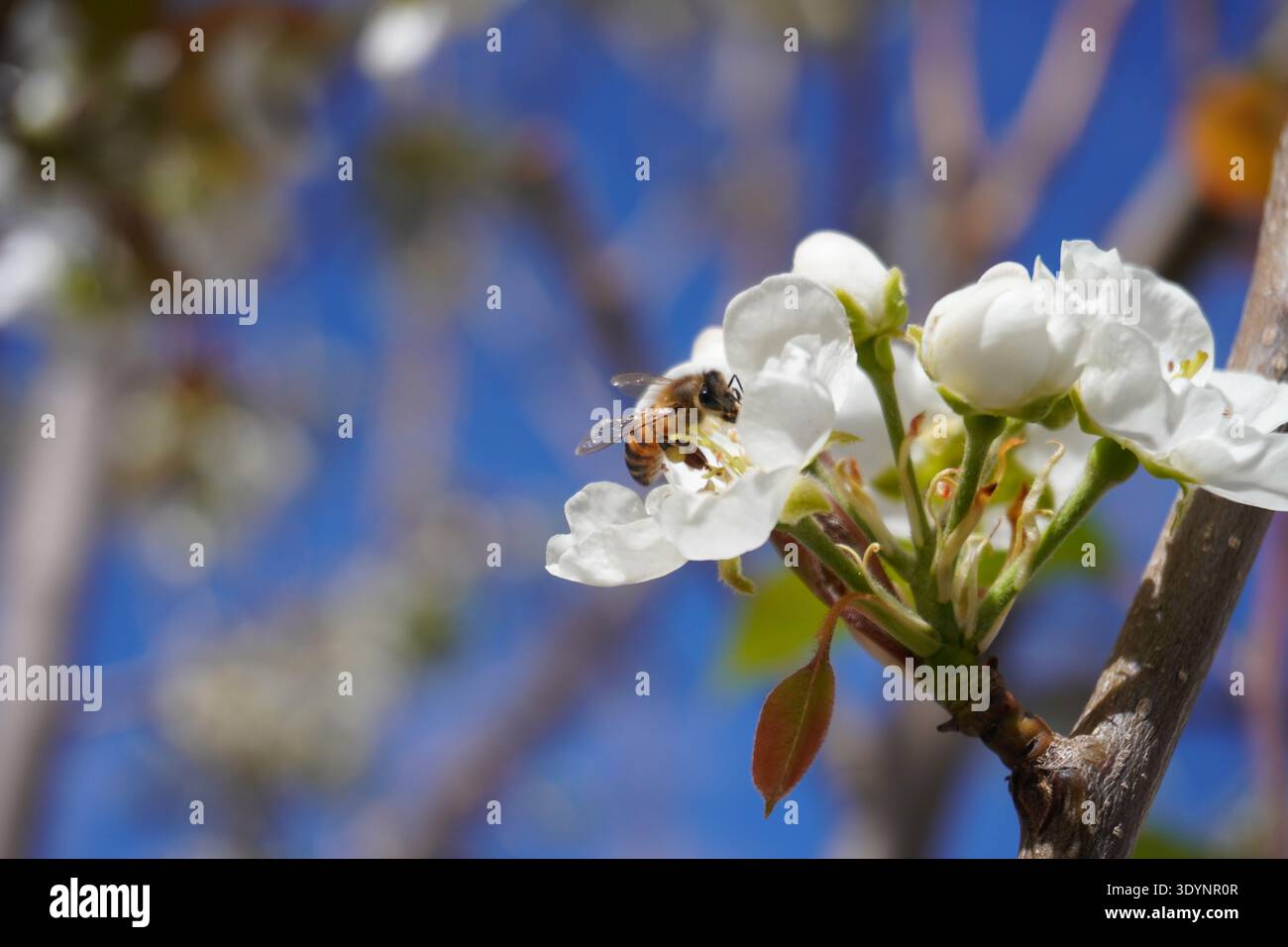 Ape su un fiore bianco in primavera in Messico, pere Foto Stock