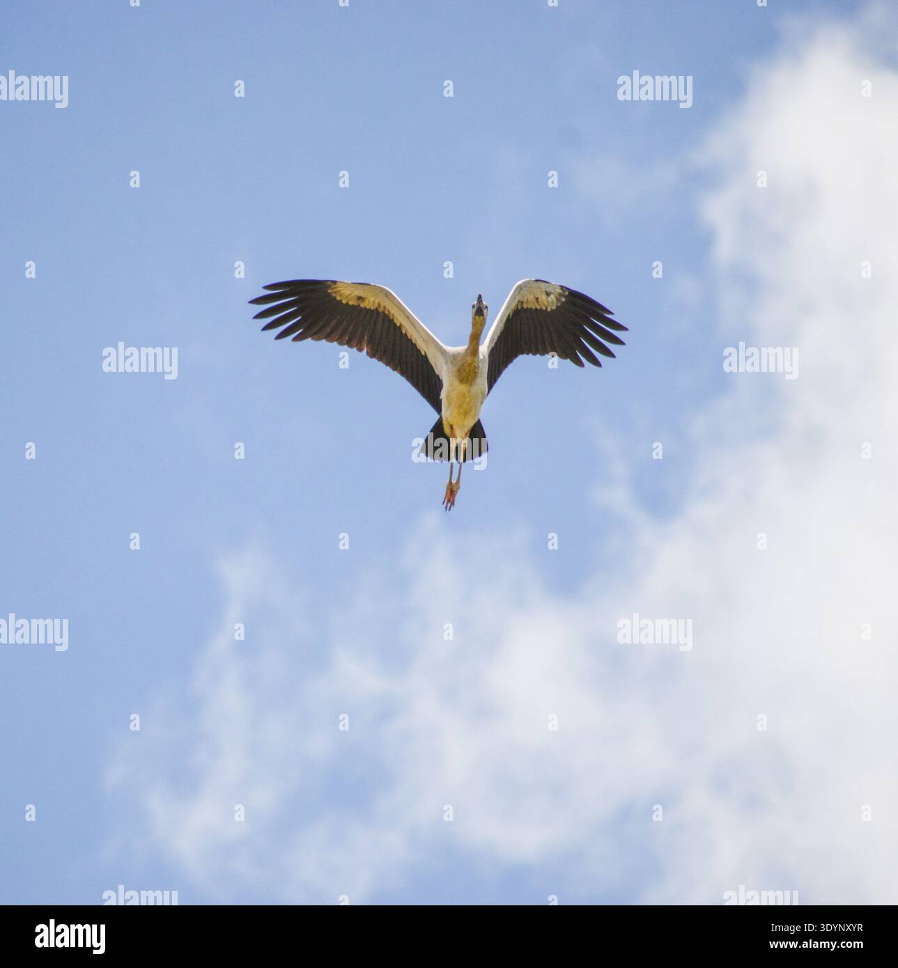 Una cicogna asiatica a becco aperto che vola nel cielo. Fotografato nella parte occidentale di Singapore. Foto Stock