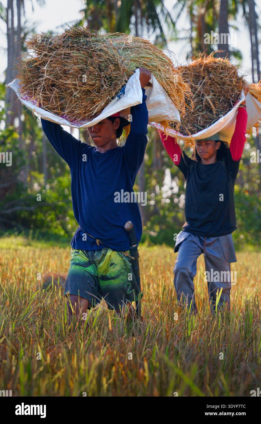 Due agricoltori che trasportano grandi fasci di paglia di riso attraverso un campo di riso dopo la raccolta a Palawan, Filippine. Foto Stock