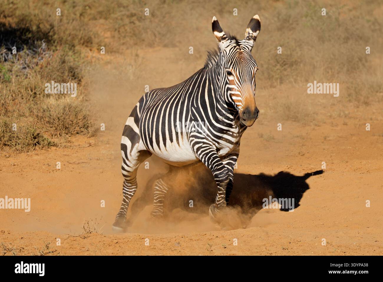 Una zebra di montagna del Capo (Equus zebra) in habitat naturale, Parco Nazionale della Zebra di montagna, Sudafrica Foto Stock