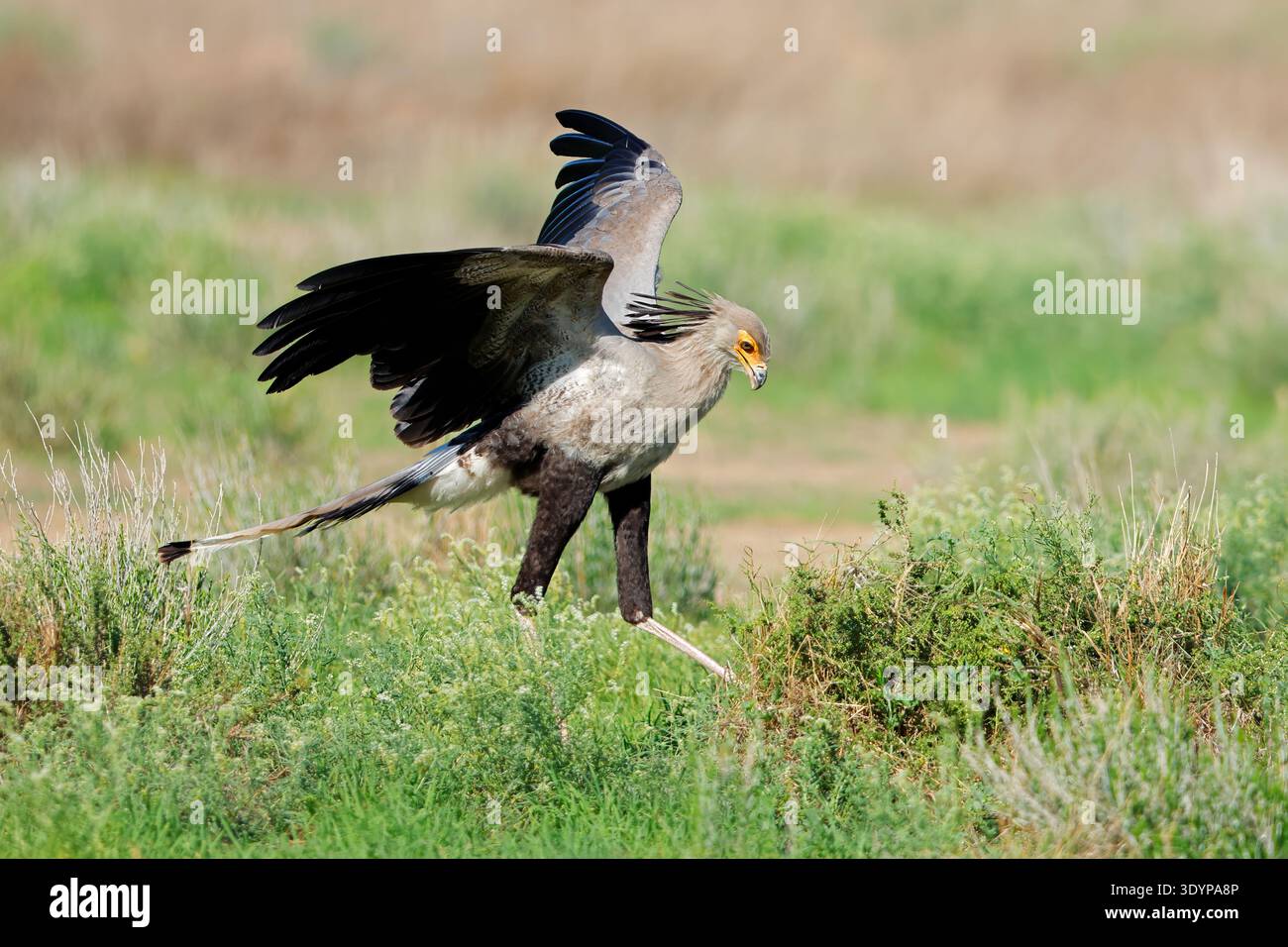 Un uccello segretario (Sagittarius serpentarius) che caccia con le ali aperte, deserto del Kalahari, Sud Africa Foto Stock