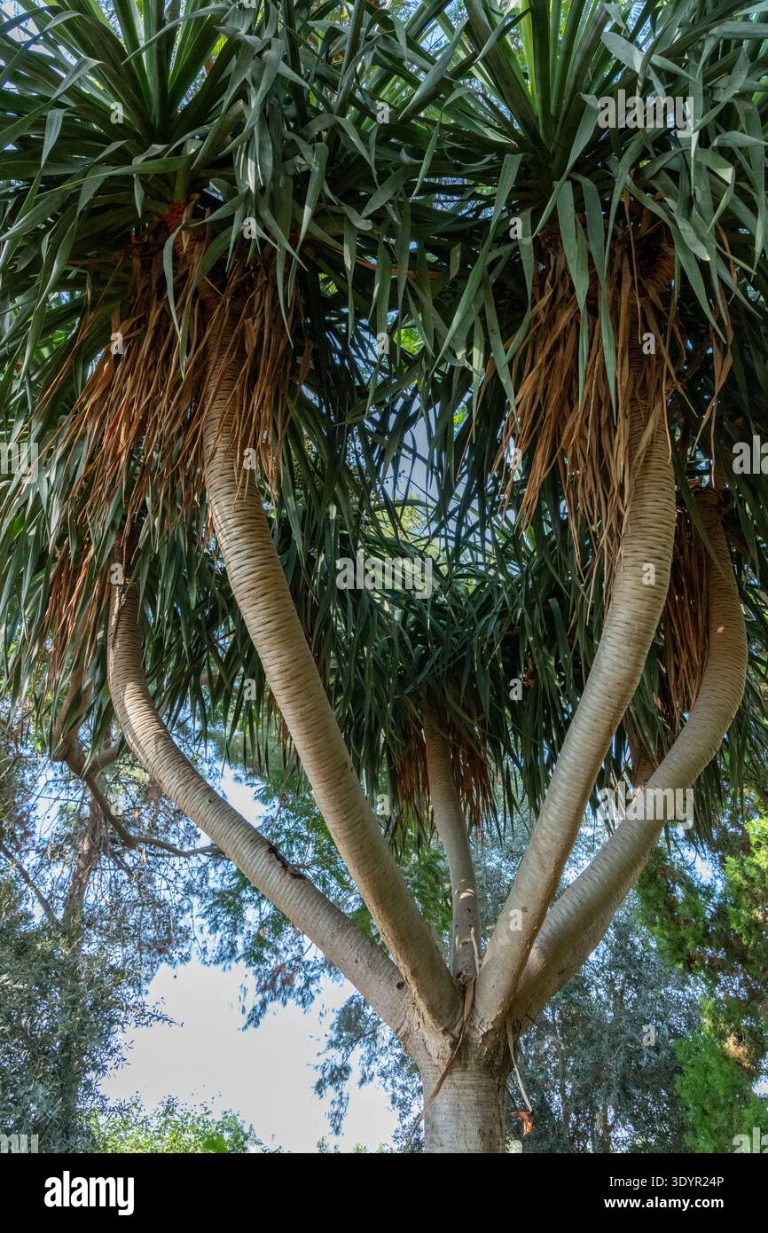 Beaucarnea ricorvata, una caratteristica palma della coda di cavallo, che sviluppa più tronchi robusti e abbondante vegetazione verde, prospera sotto un cielo azzurro e limpido Foto Stock