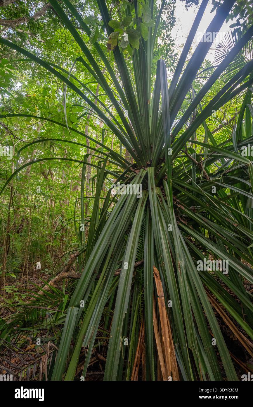 Pianta di pandano che mostra le sue lunghe foglie tropicali verdi e la sua forma distintiva, prospera nell'ambiente denso e lussureggiante di una foresta tropicale a Jozani Foto Stock