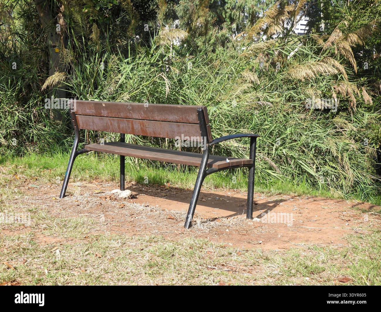 Panchina vuota in legno con struttura in metallo nero seduta su un terreno sterrato circondato da erba verde e canne alte, offre un luogo tranquillo per riposare e Foto Stock
