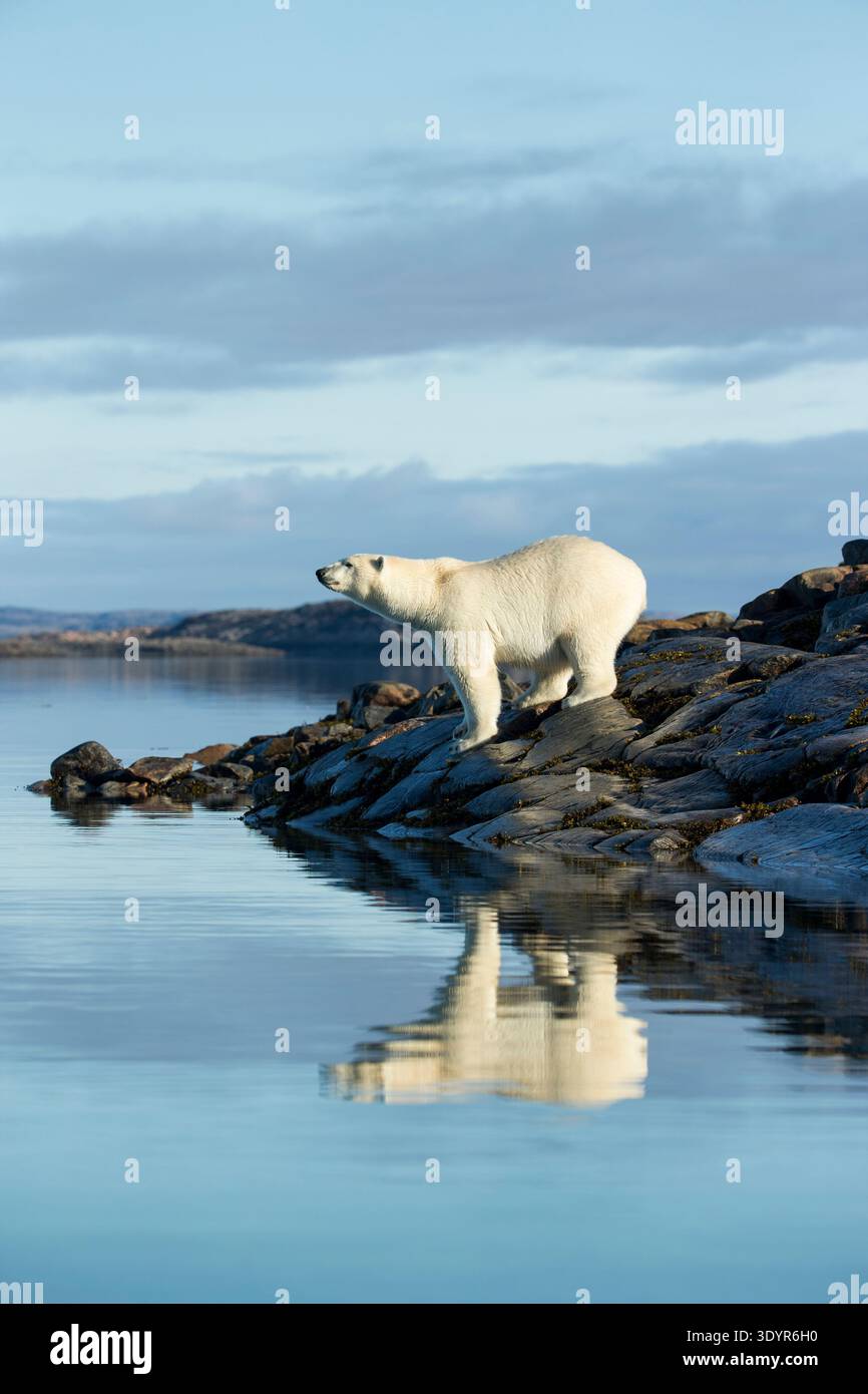 Polar Bear on Harbour Islands, Hudson Bay, Nunavut, Canada Foto Stock