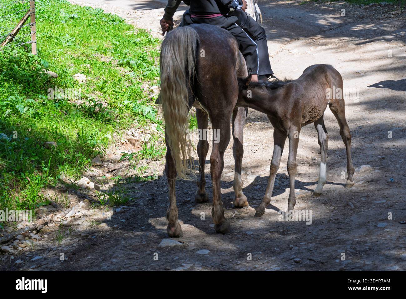 Foal si allatta al fianco della madre, mentre il mare, guidato da un cavaliere, cammina lungo un polveroso sentiero di campagna delimitato da erba verde in un tranquillo summ rurale Foto Stock