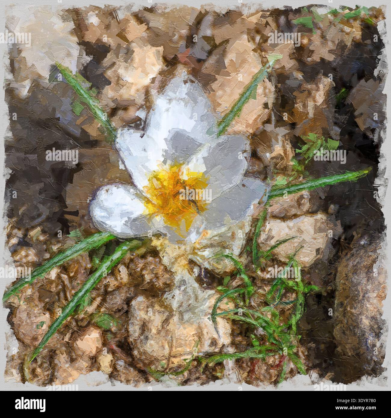 Immagine digitale migliorata di un Crocus hyemalis Winter o bianco con centro giallo brillante che sgorga da un terreno roccioso asciutto, luce solare intensa Foto Stock