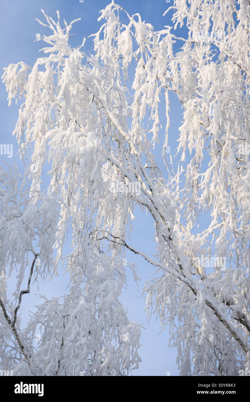 Vista ravvicinata dei rami di betulla ricoperti di neve fresca sotto un cielo invernale azzurro. Ambiente naturale di stagione ideale per l'inverno Foto Stock