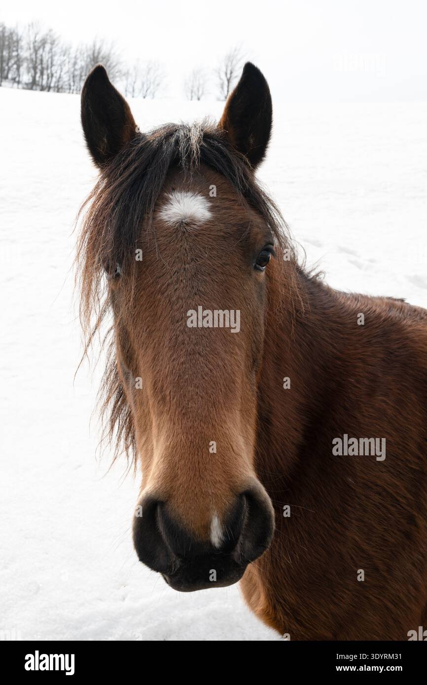 Primo piano ritratto di un cavallo bruno nel paesaggio invernale innevato. Foto Stock