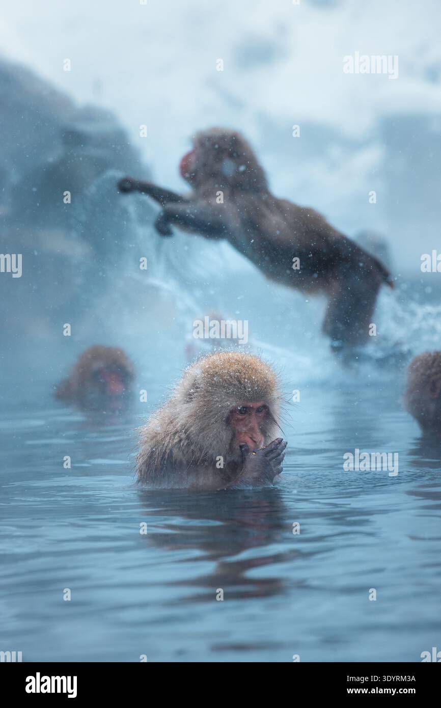 Vista delle scimmie delle nevi che fanno il bagno nell'onsen fumante, una che salta drammaticamente attraverso l'aria in uno spruzzo d'acqua, Yamanochi, Nagano, Giappone. Foto Stock
