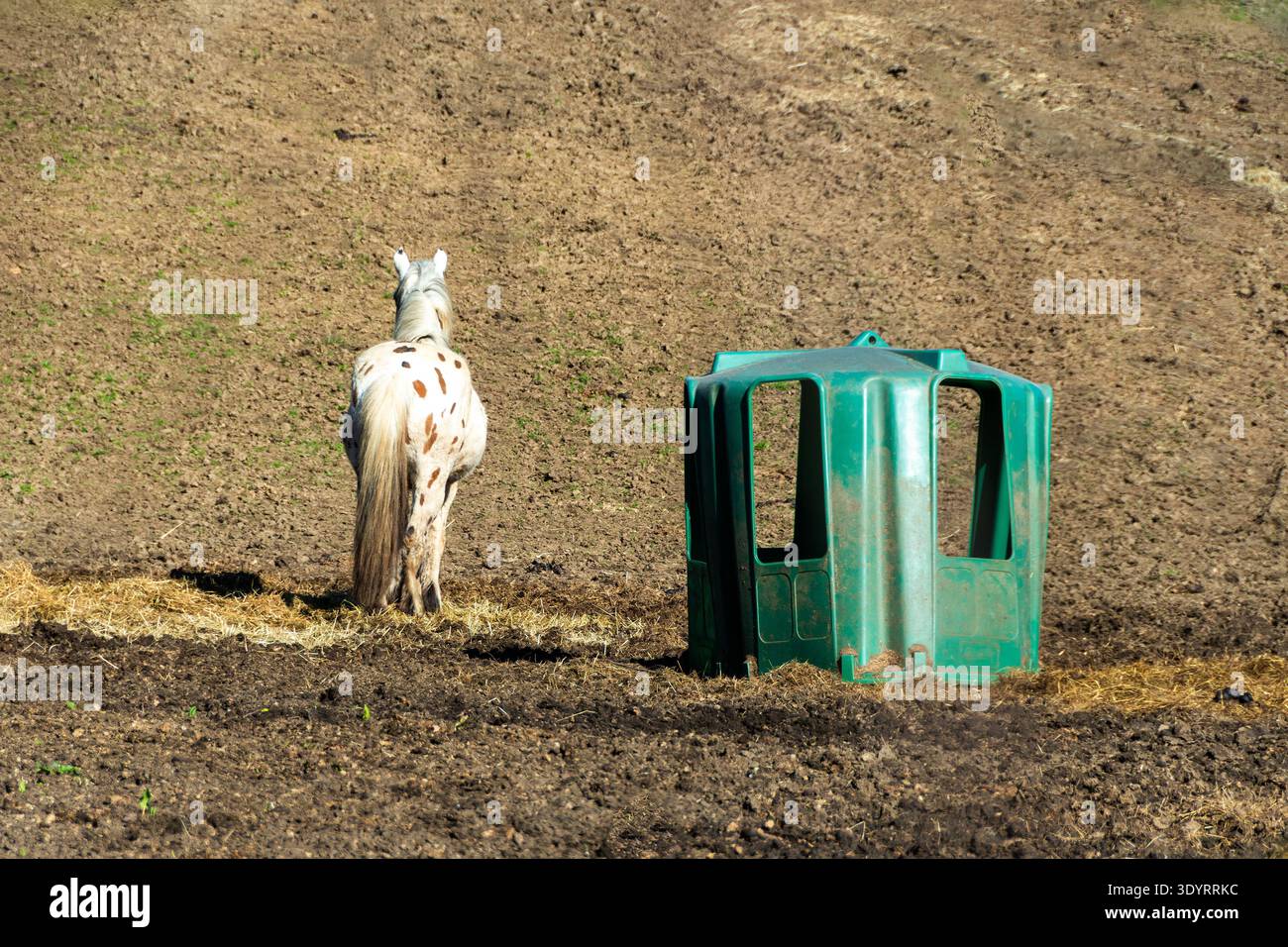 Un cavallo di Appaloosa maculato si trova accanto a un foraggio di plastica verde in un vasto campo asciutto. Il fieno è sparso sul terreno intorno all'alimentatore. Francia Foto Stock