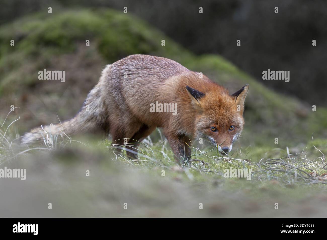 Come tutti i predatori, la volpe rossa (Vulpes vulpes) è molto buona con i suoi occhi, allevando la sua giovane, aprile, Danimarca Foto Stock