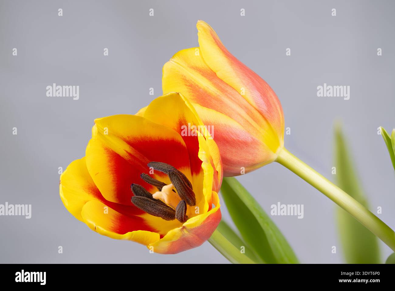 Decorazioni contemporanee con un paio di vibranti fiori di tulipani gialli. Ambiente semplice ma sofisticato con due tulipani gialli contro i bè neutri Foto Stock