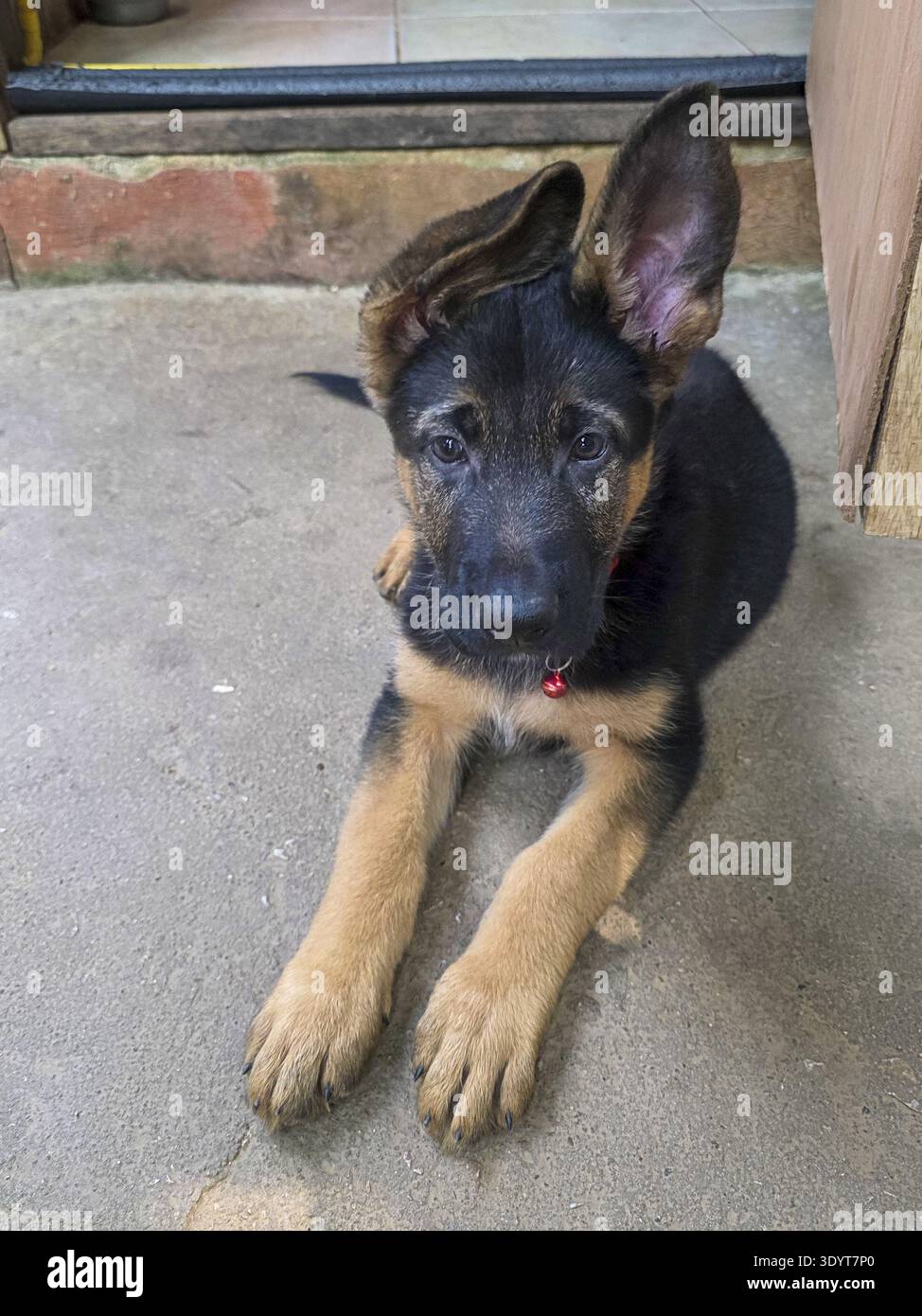 Curioso cucciolo di pastore tedesco con grandi orecchie giace su un pavimento di cemento. il cane di razza pura con pelliccia nera e abbronzata guarda la fotocamera con un'espressione soul Foto Stock