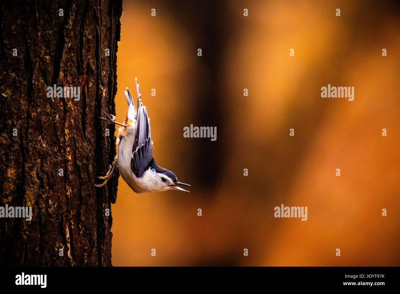 Un nuthatch dal petto bianco chiama mentre si scende dal tronco di un albero su un caldo sfondo arancione. Buon contrasto e soggetto isolato. Foto Stock