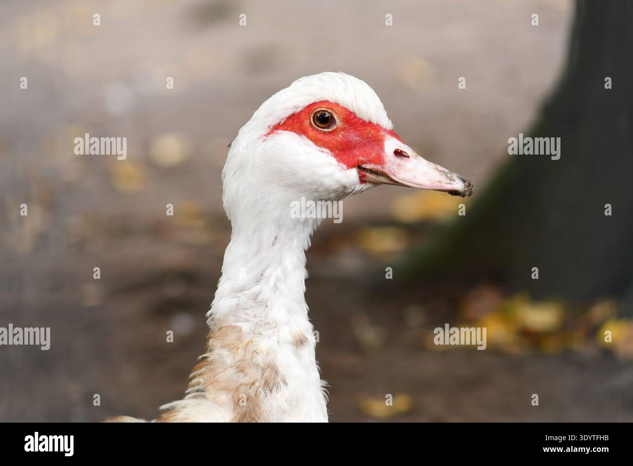 Primo piano ritratto di un'anatra moscovita domestica con una vivace pelle rossa del viso Foto Stock