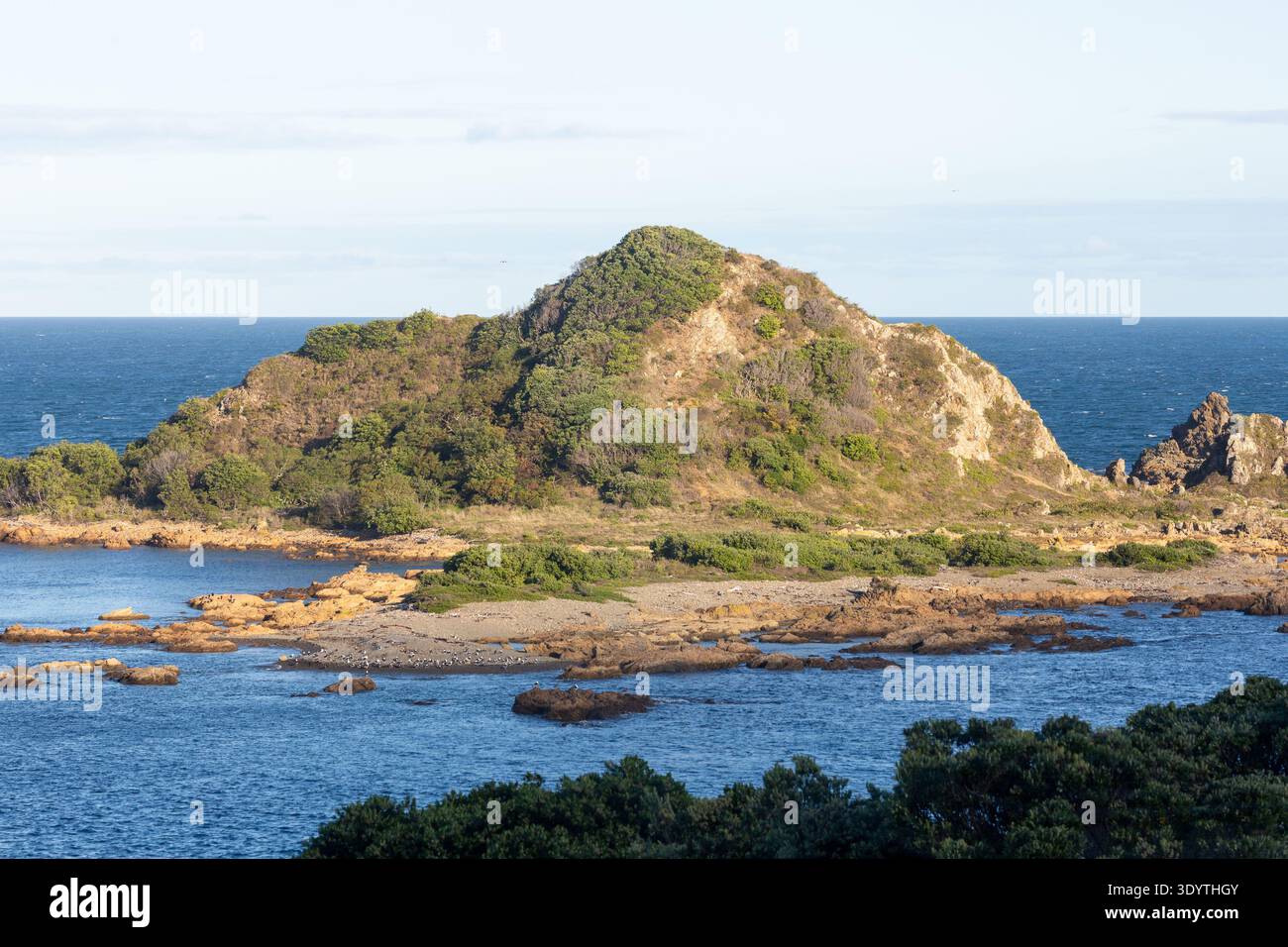 Taputeranga Island nel sobborgo di Island Bay, Wellington, North Island, nuova Zelanda Foto Stock