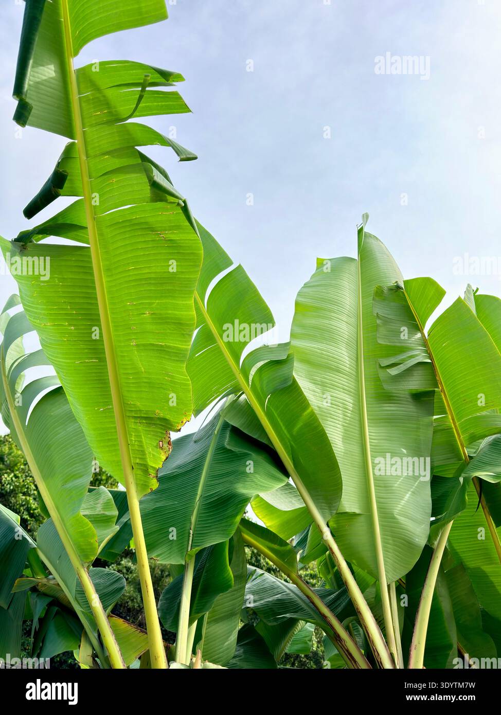 Bellissimo fiore e foglia di banana, pianta nel garden.green e grandi foglie di banana per cuocere cibo e avvolgere - Immagine stock catturata con smartphone