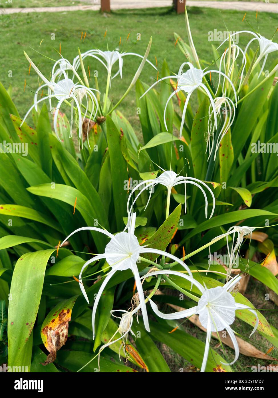 Bellissimo fiore e foglia di banana, pianta nel garden.green e grandi foglie di banana per cuocere cibo e avvolgere - Immagine stock catturata con smartphone