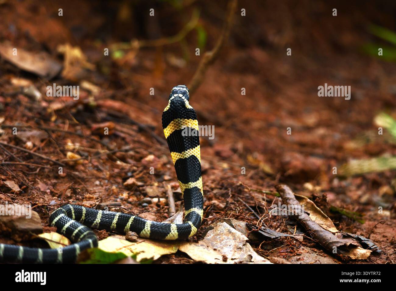 Giovani ghati occidentali Re Cobra (Ophiophagus kaalinga) Foto Stock