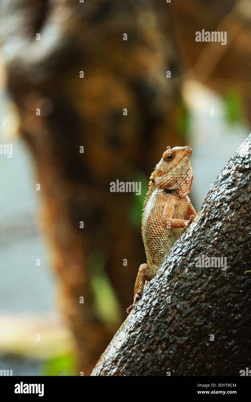 Oriental Garden Lizard (Calotes versicolor) Foto Stock