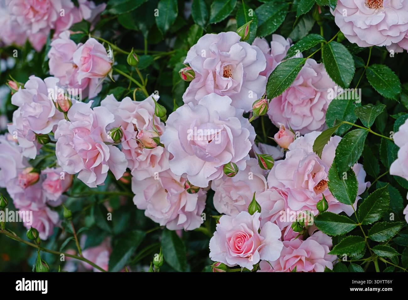 Vista orizzontale dei gruppi di rose floribunda rosa tenue che si estendono su un lussureggiante fogliame verde. Delicati petali pastello e luce naturale creano un'ampia rom Foto Stock