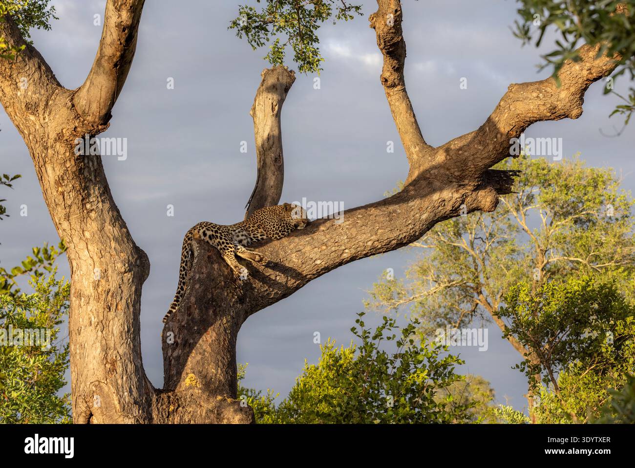 Foto di scorta di un leopardo maschile adulto (Panthera pardus) addormentato velocemente su un grande ramo di un albero in una luce calda Foto Stock