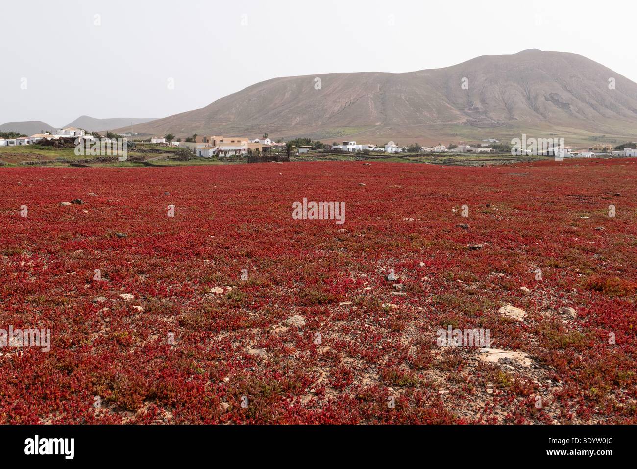 Il terreno rosso e succulento copre probabilmente il Mesembryanthemum Crystallinum o le specie di piante ghiacciate correlate che coprono il suolo vulcanico vicino a la oliva con il landsc di montagna Foto Stock