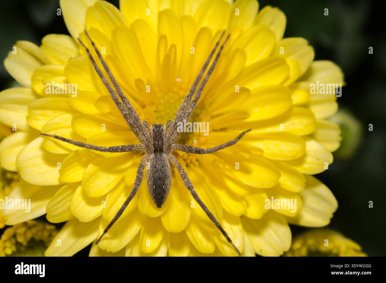 American Nursery Web Spider - Pisaurina mira Foto Stock