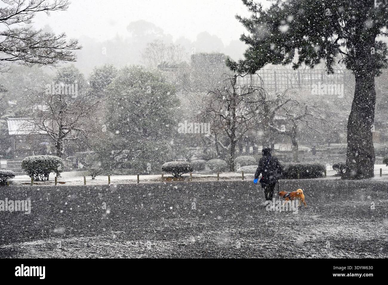 Tempio Byodo-in in inverno, Kyoto, tempio buddista, un sito patrimonio dell'umanità dell'UNESCO, Giappone. Foto Stock