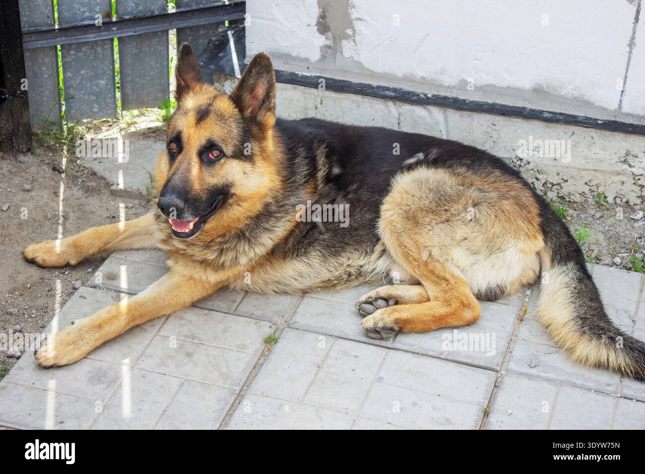 Cane pastore tedesco steso sul marciapiede nel cortile, da vicino Foto Stock