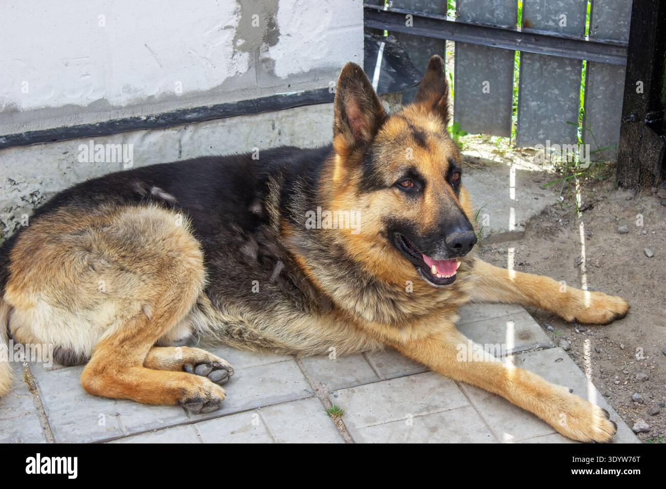Cane pastore tedesco steso sul marciapiede nel cortile, da vicino Foto Stock