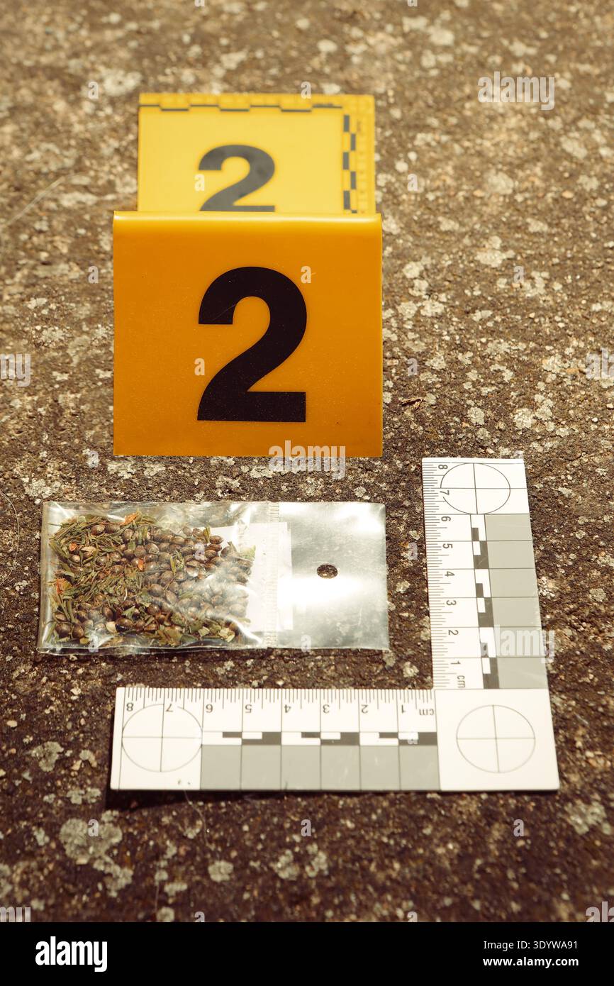 Marijuana secca sequestrata dalle autorità di polizia come prova di crimine Foto Stock