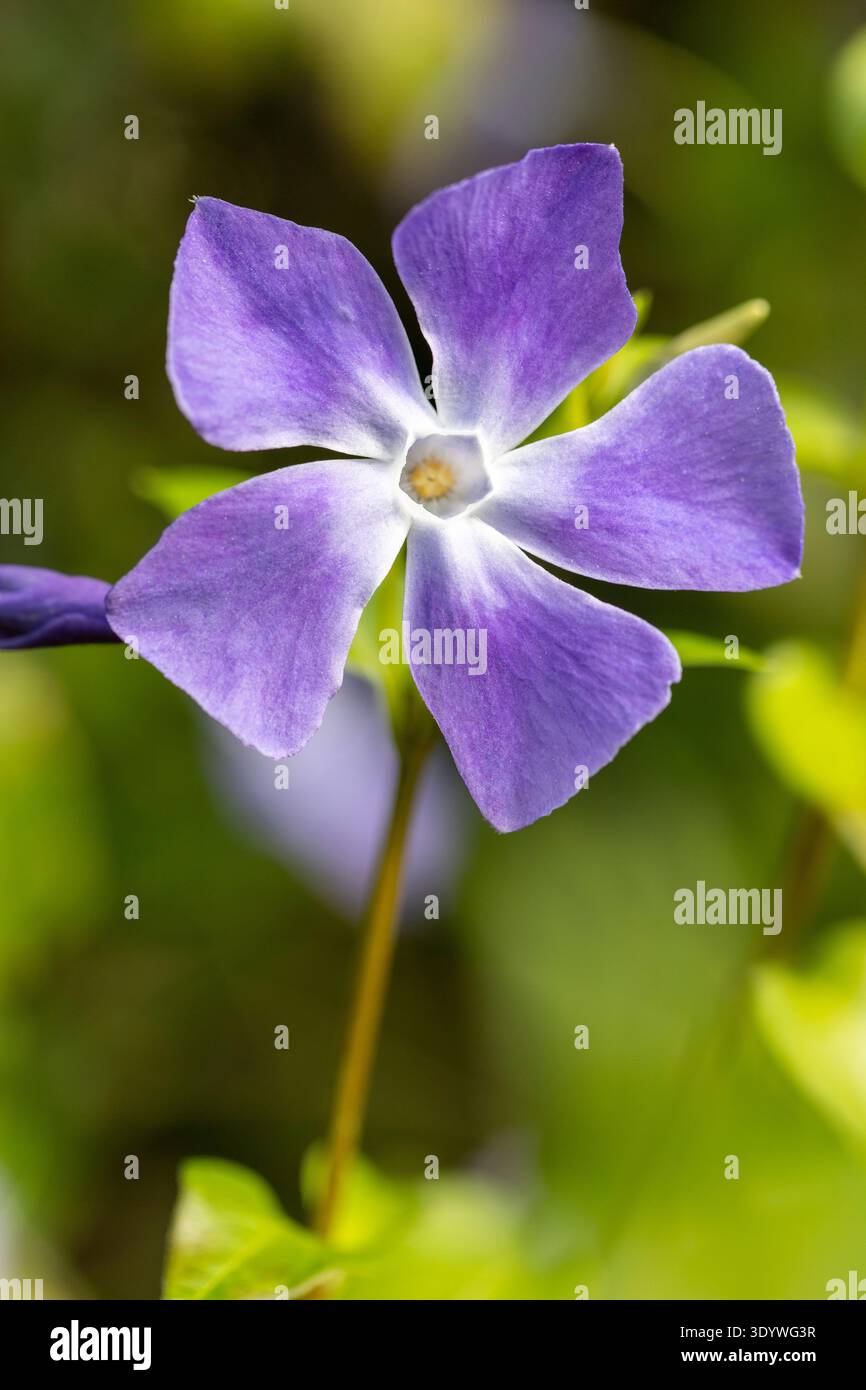 Vinca Major, Greater Periwinkle Foto Stock