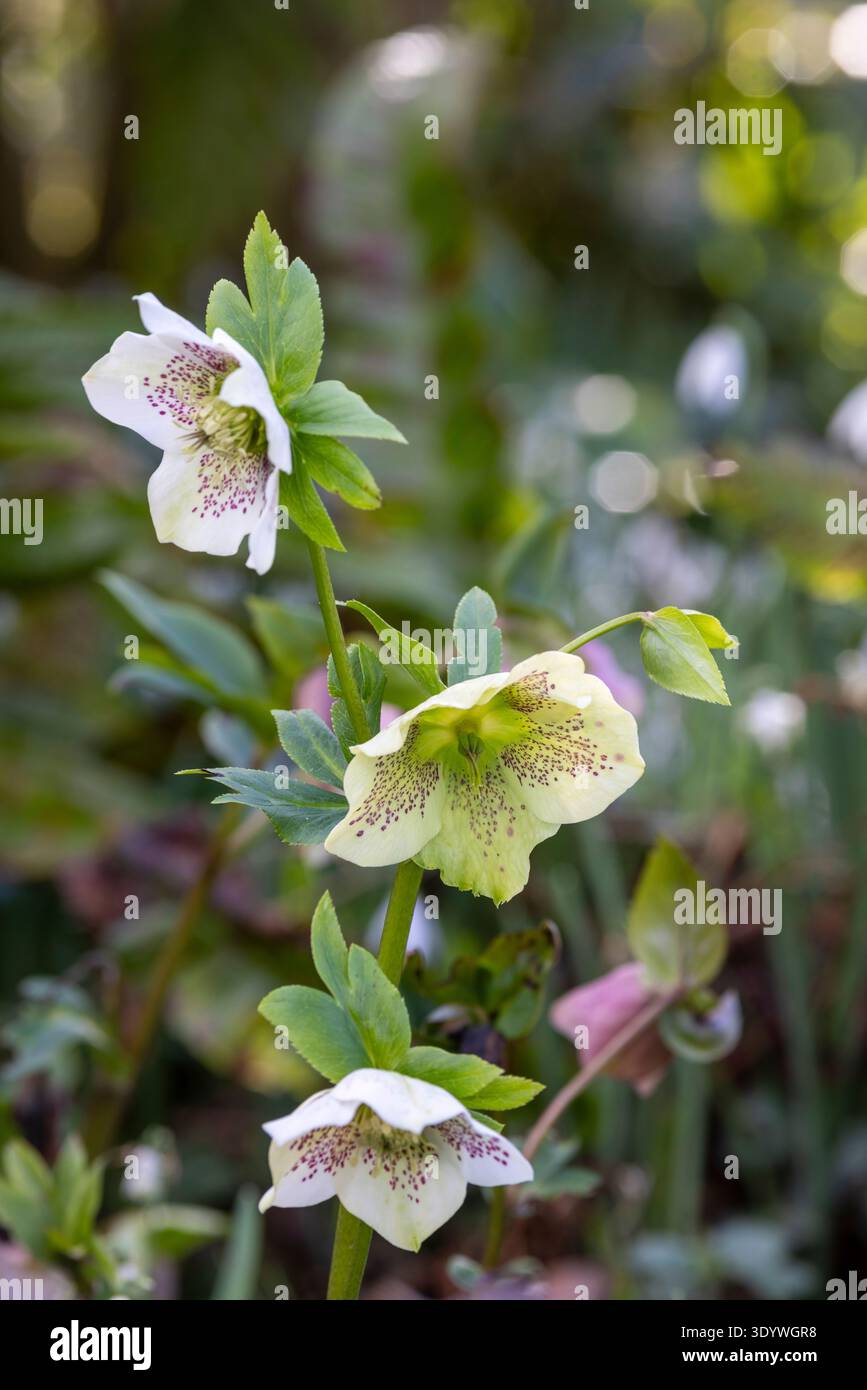 Helleborus x hybridus, giallo pallido e macchiato Foto Stock