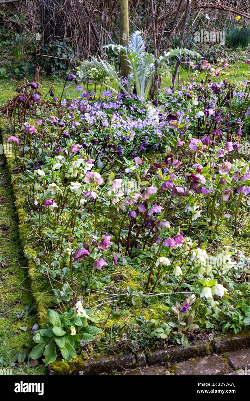 Gli Hellebores crescono all'inizio della primavera con bordi in mattoni Foto Stock